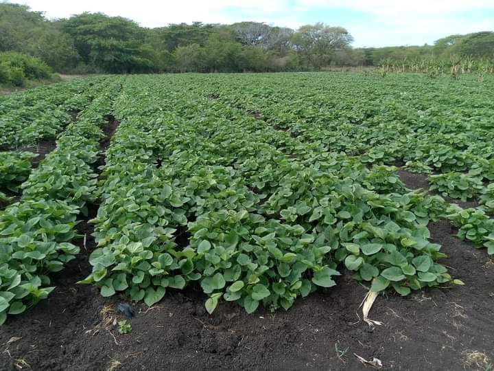 #LasTunasXMásVictorias 
El fomento y consolidación de los Polos Productivos en los municipios de la provincia es una garantía para el impulso a los Programas de Producción de Alimentos, ese es nuestro compromiso con el pueblo. Juntos sabremos salir adelante para eso se trabaja.