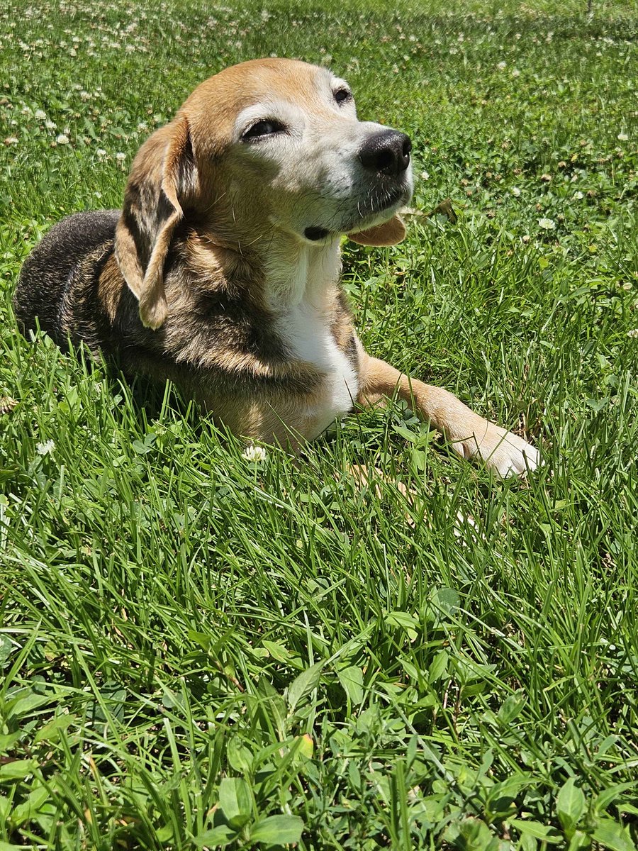 AdaiLatte's tweet photo. A quick picture from one of the beagles who inspired me to stream for @beaglefreedom This is pluto who was rescued with a possible cancerous lump - which was benign. He thanks you all for your support to his fellow beagles. #adaistreams https://t.co/xbZXiOQgup https://t.co/emIpXh1S1j