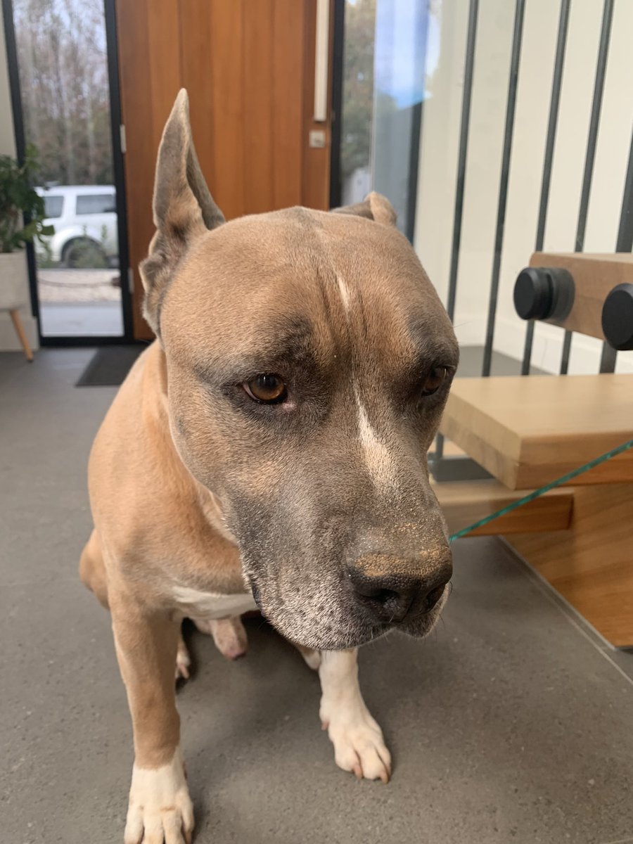 DiannaConstant2's tweet image. Friends, Mum is accusing me of burying my bully stick. How dare she!