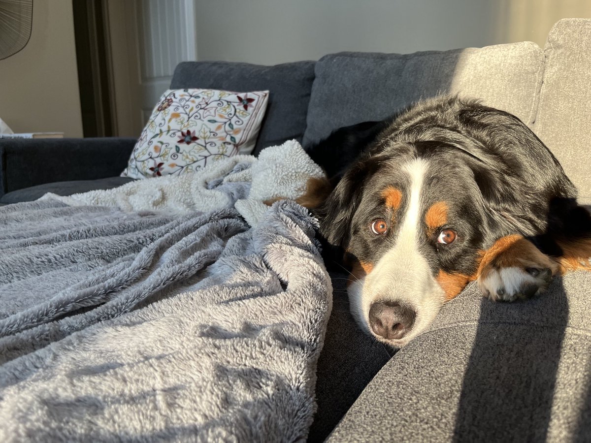 LittleDenene's tweet photo. How Sophie does summer. 
#a/c #dogsofx #doublecoat https://t.co/mS67wMgSdo