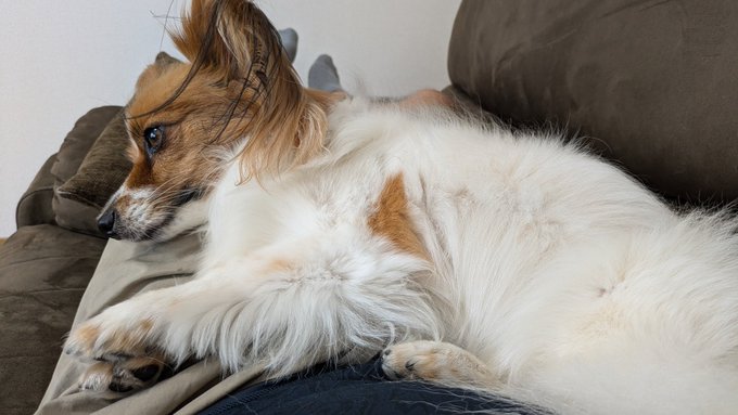 涼しい部屋で留守番してた犬 