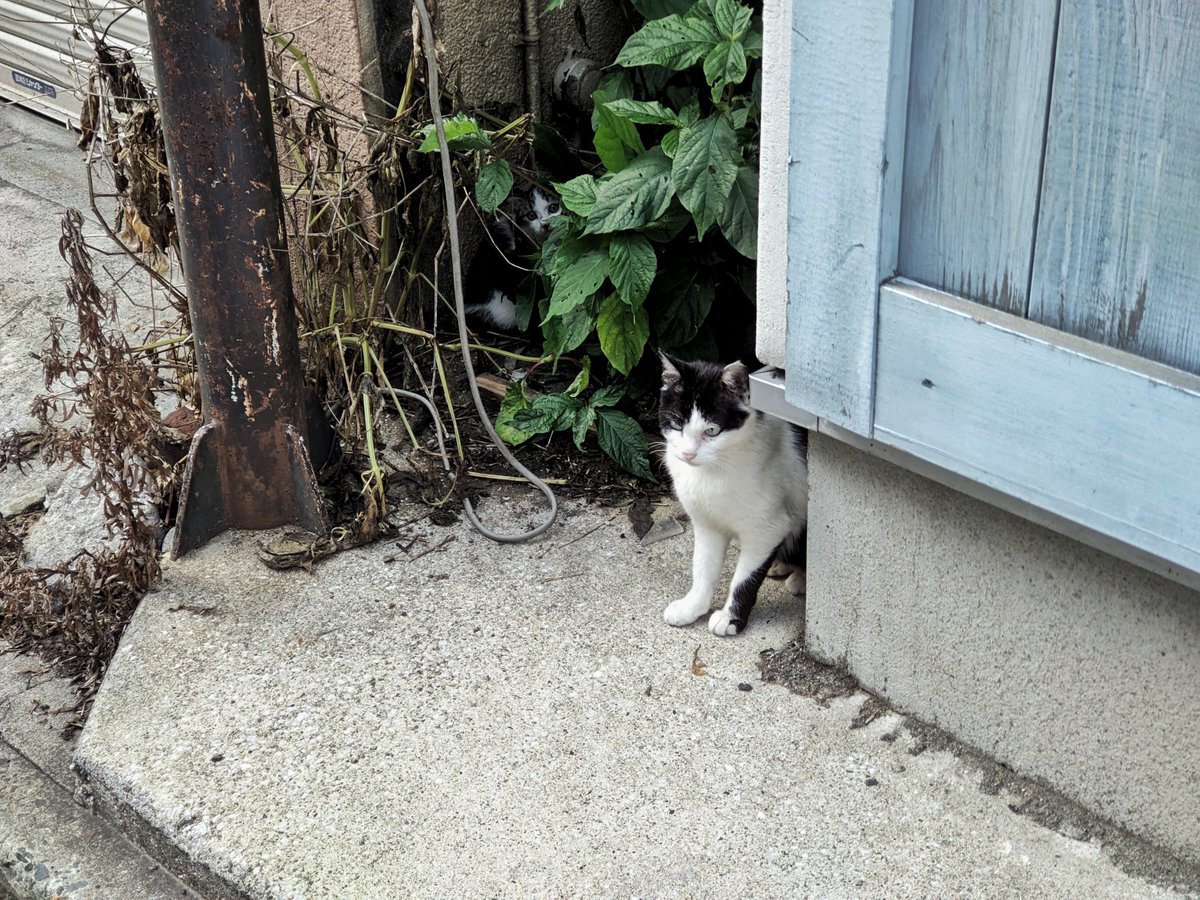 riyjp's tweet photo. 二匹います𓃠
#猫 #HiddenKitten https://t.co/wPPUfGsG8c