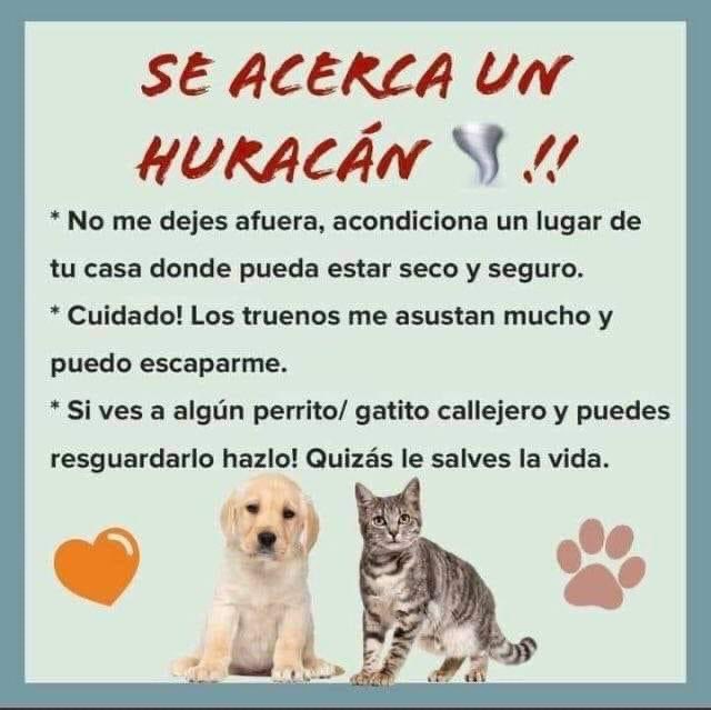 Urge difusión!!
#HurricaneBeryl #QuintanaRoo #México #AyudanosACompartir #perrosygatos