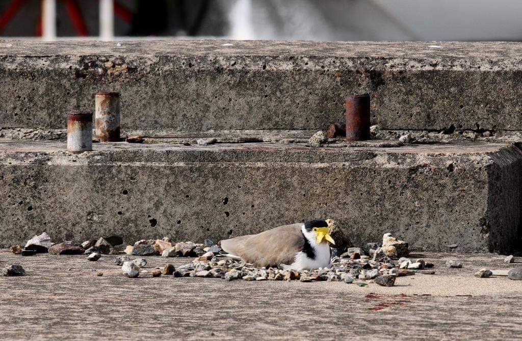 RiffRaffBriz's tweet photo. Masked Lapwings arranging stones of nest. (2) female on nest. (3) dark green speckled eggs of the lapwing pair. Also known as spur winged plovers. Kangaroo Point #Brisbane 

#NaturePhotography #birding #naturephoto #birdwatching  #BirdTwitter #bird #birdphotography #birdsofx https://t.co/s5QhIhIvG1