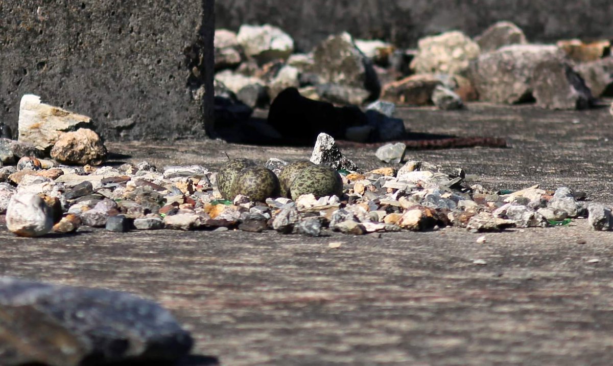 Masked Lapwings arranging stones of nest. (2) female on nest. (3) dark green speckled eggs of the lapwing pair. Also known as spur winged plovers. Kangaroo Point #Brisbane 

#NaturePhotography #birding #naturephoto #birdwatching  #BirdTwitter #bird #birdphotography #birdsofx