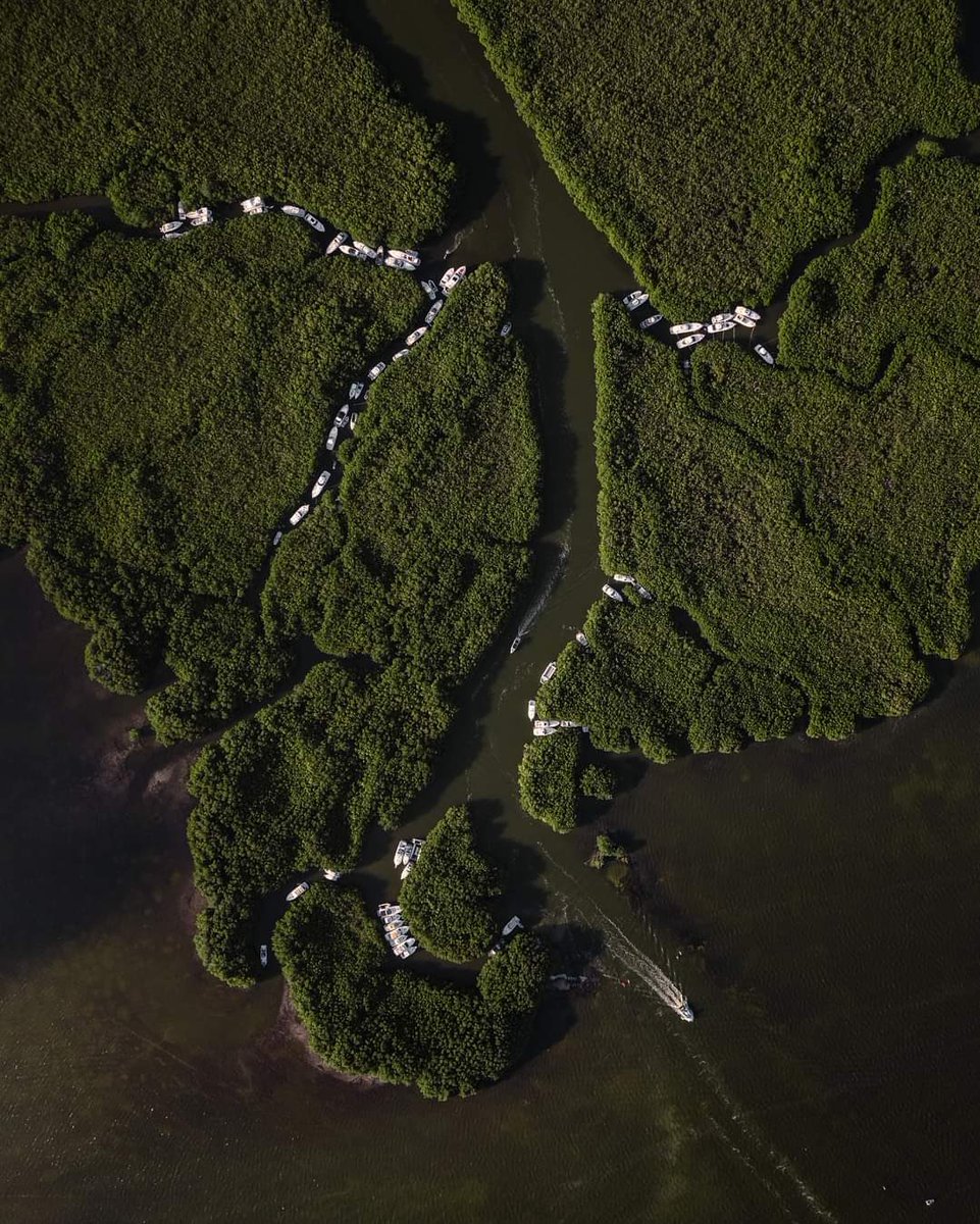 Juan Yves Palomar Oetling tweet media