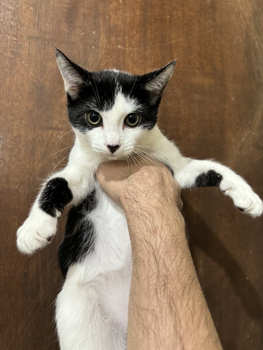 casadoviralata's tweet photo. Eles estão prontinhos, 3 meses de idade, fiv e felv negativo, vacinados com v5 e com vale castração. Levo até você pela capital de São Paulo, adote por amor e com muita responsabilidade 
Gatos somente para ambientes telados
Macho, macho e fêmea (nessa ordem) + https://t.co/dHaPDIkiCM