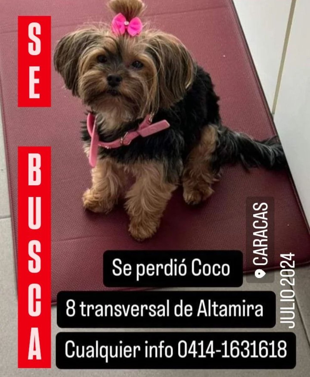 PerroUsuario's tweet photo. Su familia busca a Coco, Altamira. https://t.co/DJ8Pw4jtij