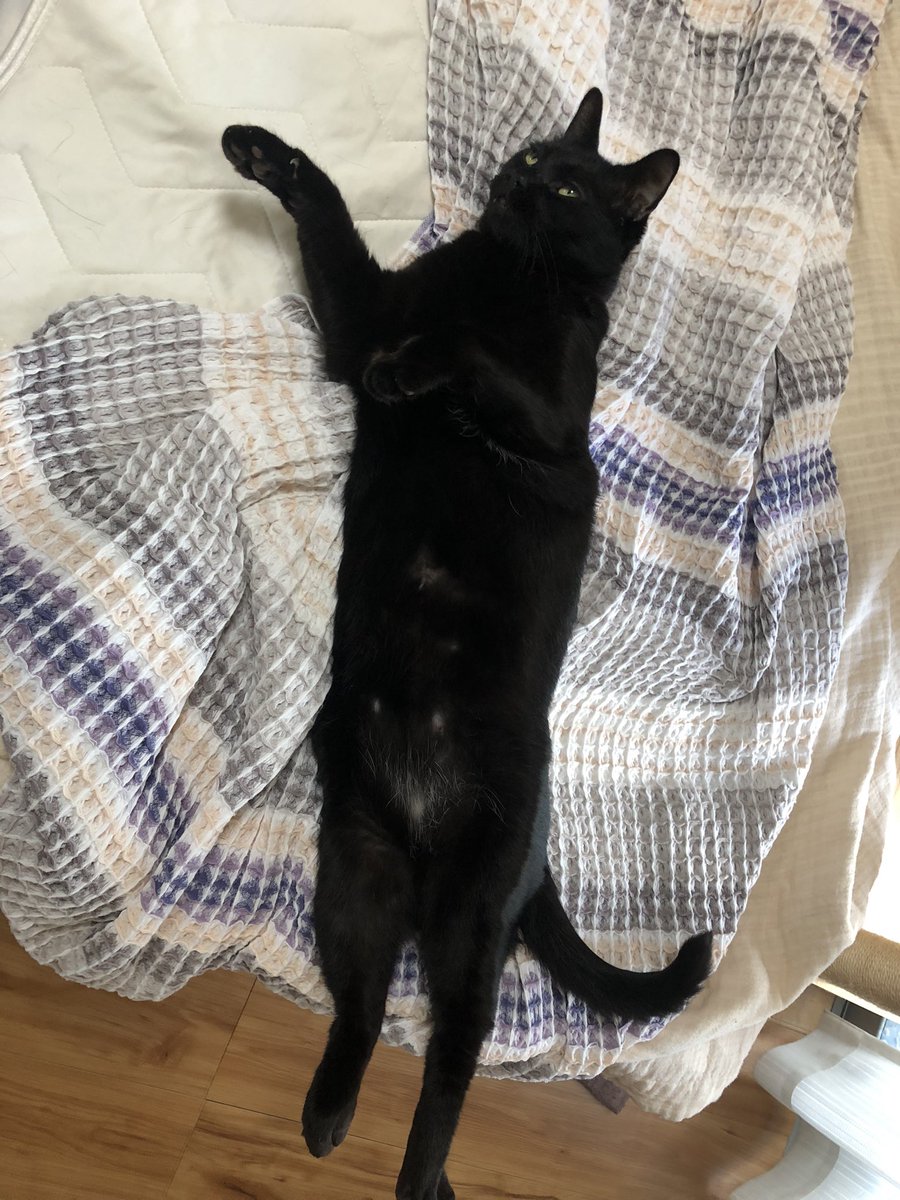 黒猫ジジさん tweet media