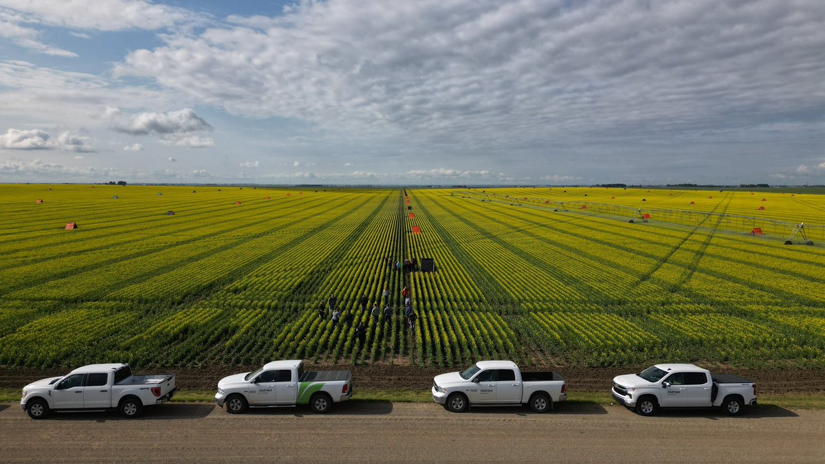 voss_ag's tweet photo. Great day spent with the @NutrienAg_SAB and @ProvenSeed teams, discussing the intricacies canola seed production. 

Thanks to folks including  @katelynnmccoll, @CanolaJen , @bates0007, and @Flad02 for setting it  up and helping us learn. https://t.co/EOUk6GoKdq