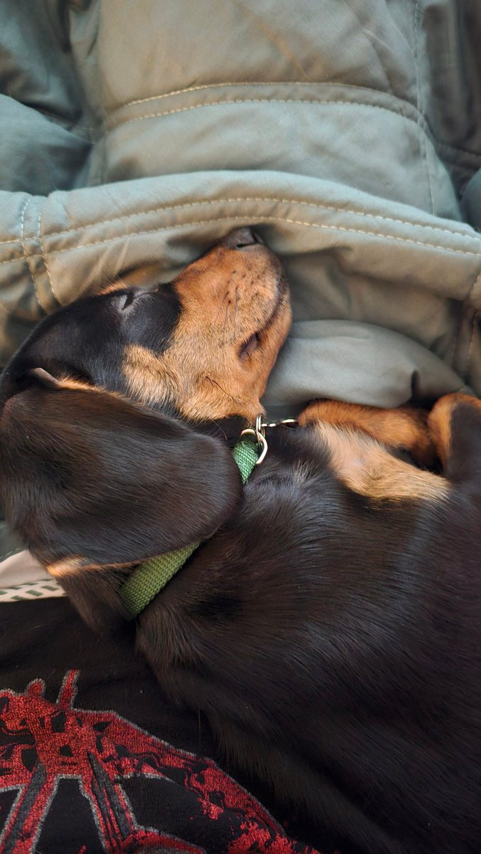 oogamii's tweet photo. The engagement on this account is so so bad now that I haven't used it but here's my puppy https://t.co/kFEBC54AYu