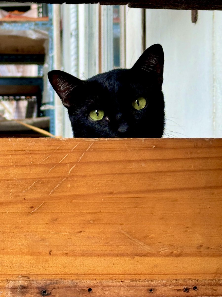 sirisopawlee's tweet photo. Black cat in a box #cat #blackcat #catlovers #catoftheday #AdoptDontShop #ทาสแมว #แมวดำนำโชค #猫 #ねこ #รักแมว https://t.co/r14CnpxJnW