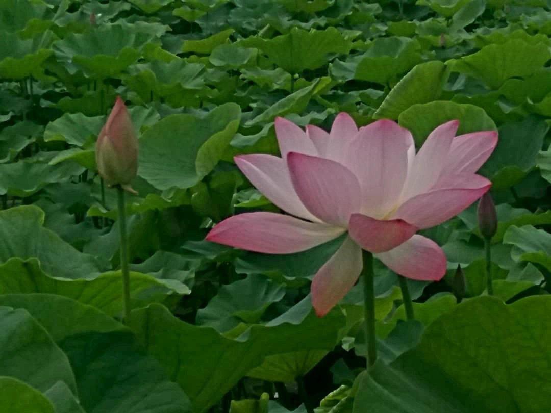 lys446 tweet picture