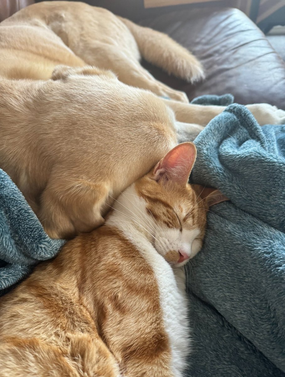 Prof Samantha Thomas tweet media