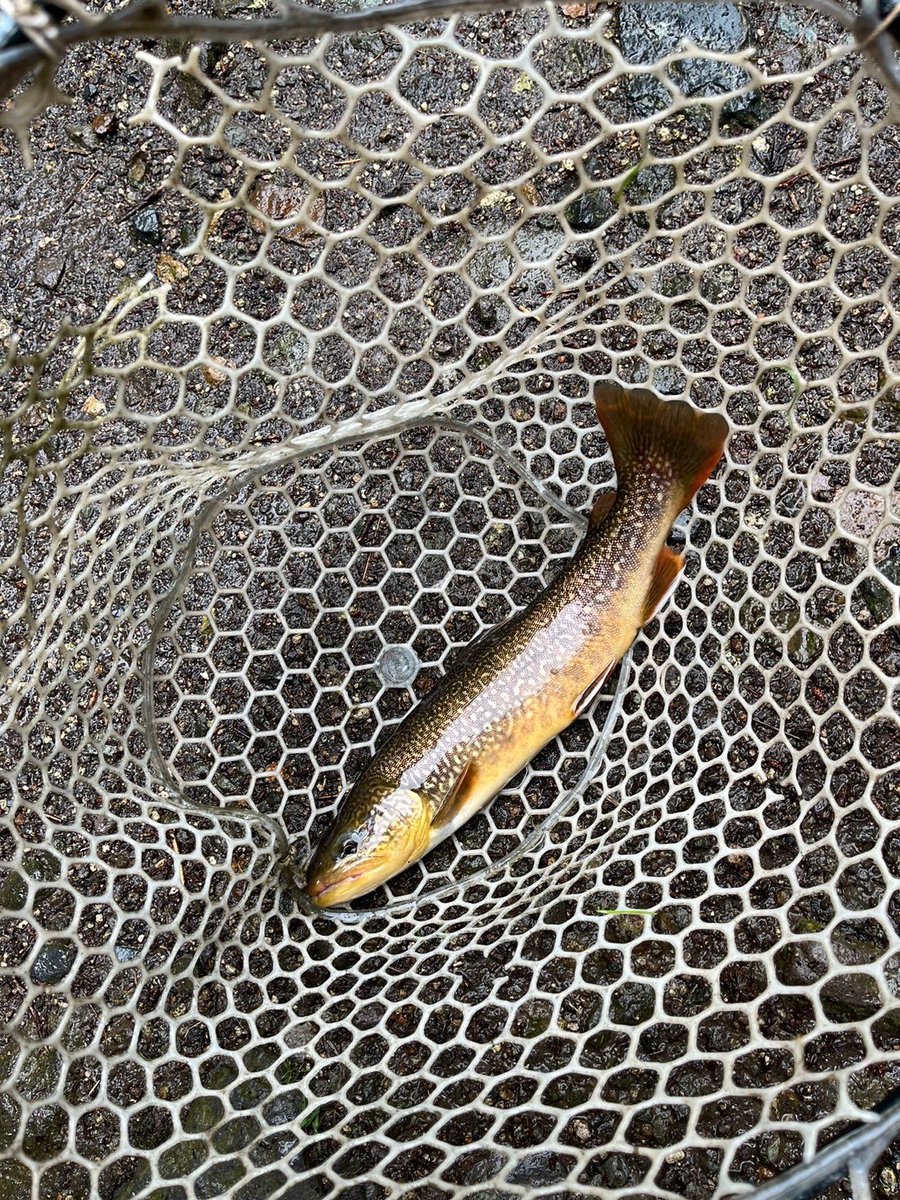 Anglers1223's tweet photo. 2024年5回目の活動は6/23に群馬県の日本イワナセンターで釣りを行いました❗️
今回は雨のため急遽こちらで釣りを行いましたが、全員が釣ることができなかったため、また再チャレンジしたい釣り場となりました❗️ https://t.co/IwQEr2vwTH