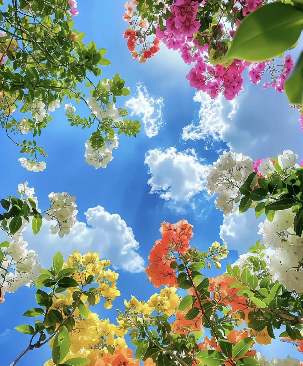 A New Day 🌺🌾🍃🌼🌾🌸🍃