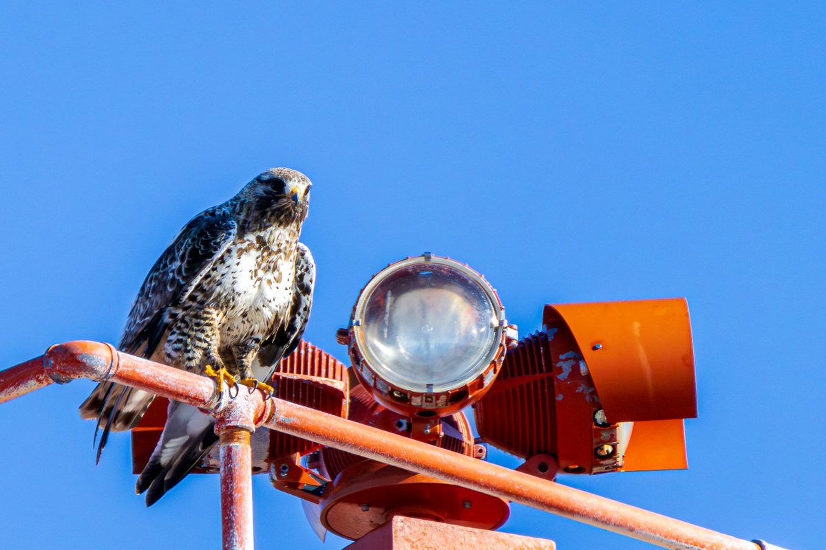 IronHymen's tweet photo. Rough Legged Hawk in Shepherd's Bay/CAM-3 https://t.co/2UG9RymYxd