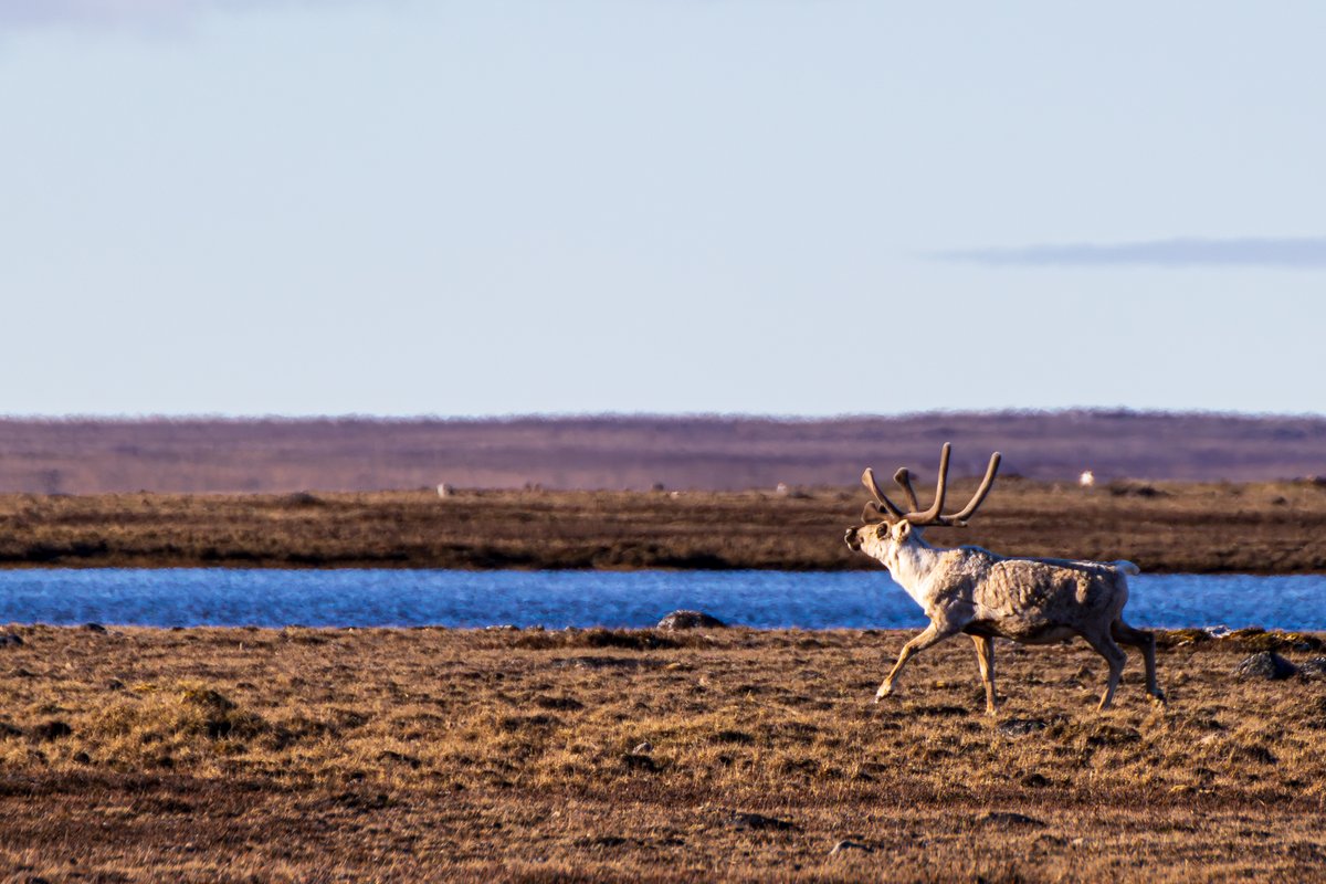 IronHymen's tweet photo. Caribou in Shepherd's Bay, aka CAM-3 https://t.co/8hQON8NQQ9