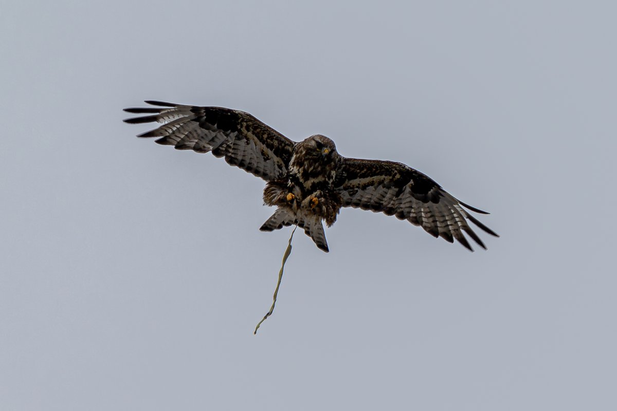 IronHymen's tweet photo. Different birds in Shepherd's Bay/CAM-3 https://t.co/KPMhQM6OT0