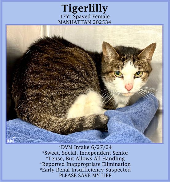 Grandma cat dumped &amp; betrayed
for litterbox issues &amp; she is afraid!
&amp; for this girl no trip to the vet
&amp; she needs us we can bet!
Adopt if you love the old
I ask you with a plea so bold!
Pledges too will help find a way 
for her lovely rescue day! 🙏
Tag <a href="/sachikoko/">Renee' Martin</a> with pledges