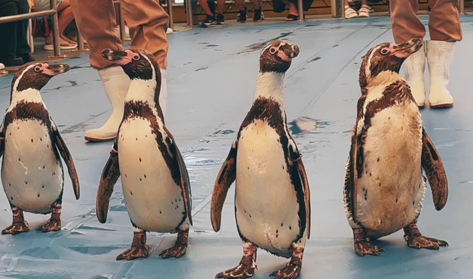 鳥羽水族館!! 