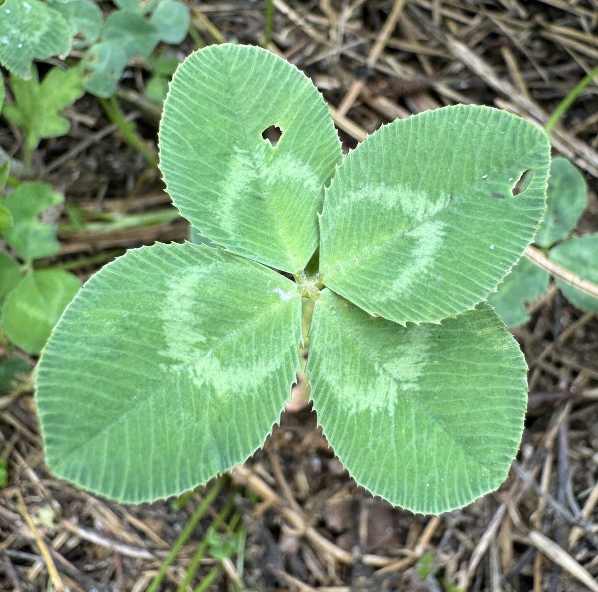 사랑하는 빈이에게🍀