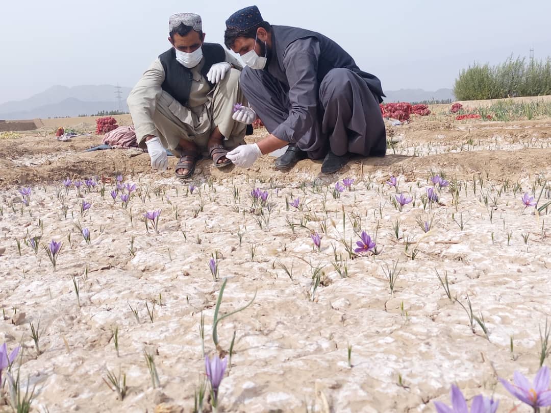 UNODC Alternative and Sustainable Livelihoods (@unodc_ad) on Twitter photo <a href="/JapanGov/">The Gov't of Japan</a> 🇯🇵 has just announced a new USD 10 million grant for <a href="/UNODC/">UN Office on Drugs & Crime</a> to support poppy farmers in Badakhshan, Helmand, and Kandahar, #Afghanistan 🇦🇫 with alternative #livelihoods, and #drug use prevention, treatment, rehabilitation, and reintegration services. Thank you #Japan! <a href="/JapanGov/">The Gov't of Japan</a> 🇯🇵 has just announced a new USD 10 million grant for <a href="/UNODC/">UN Office on Drugs & Crime</a> to support poppy farmers in Badakhshan, Helmand, and Kandahar, #Afghanistan 🇦🇫 with alternative #livelihoods, and #drug use prevention, treatment, rehabilitation, and reintegration services. Thank you #Japan!