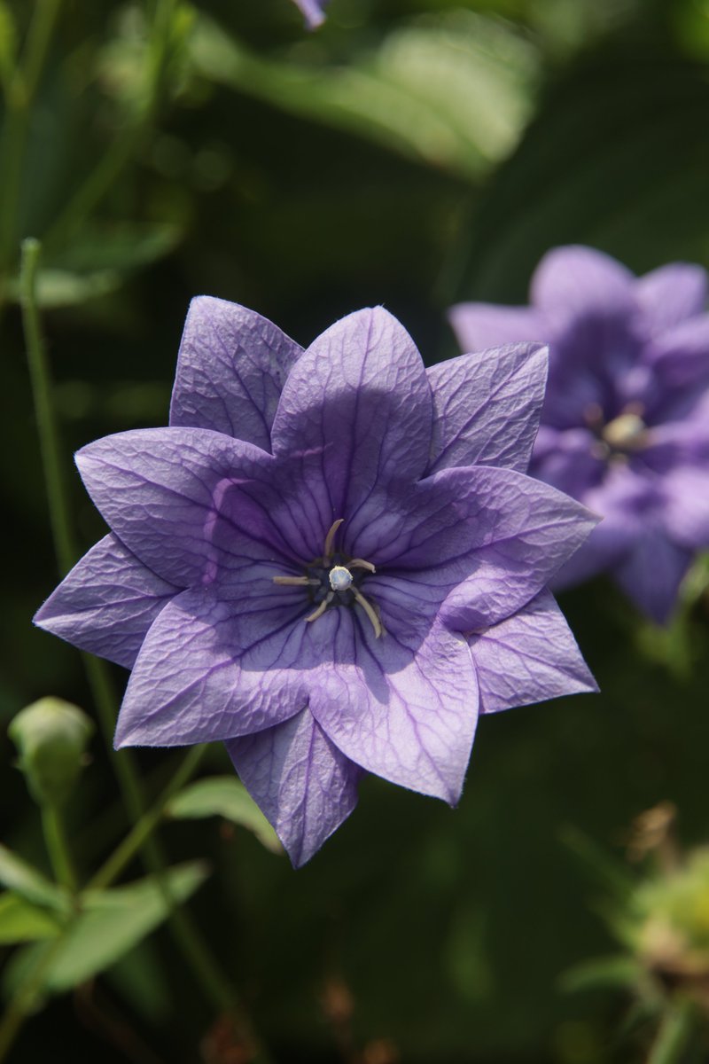 gontanokoneroku's tweet photo. Balloon flower 😉

#Photography #BalloonFlower https://t.co/DXkxRQnLkv