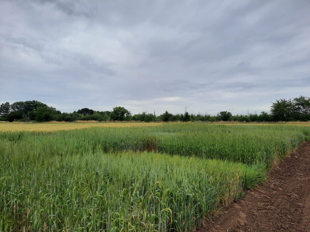 Borjana Arsova (@borjana_a) on Twitter photo Spot the Molise colli... reasurring that it looks the same on the <a href="/JohnInnesCentre/">John Innes Centre</a> <a href="/wish_roots/">EJP Soil - WISH-ROOTS</a> field. <a href="/EJPSOIL/">EJP SOIL</a> Spot the Molise colli... reasurring that it looks the same on the <a href="/JohnInnesCentre/">John Innes Centre</a> <a href="/wish_roots/">EJP Soil - WISH-ROOTS</a> field. <a href="/EJPSOIL/">EJP SOIL</a>