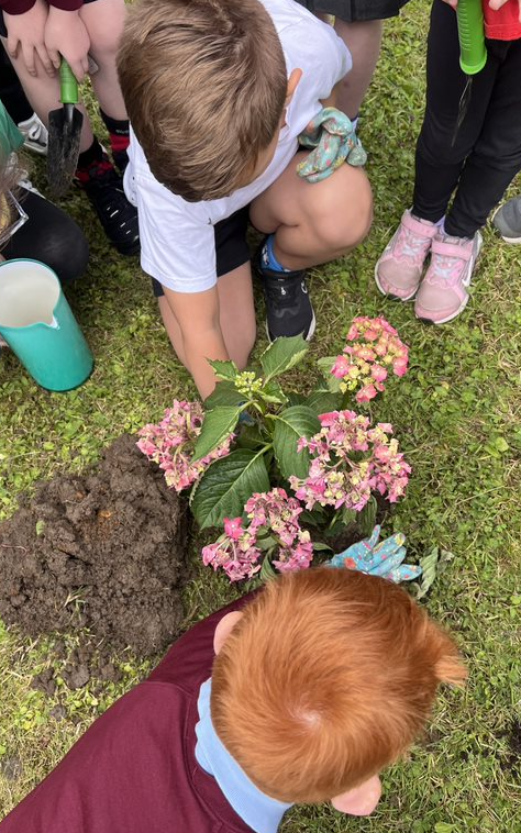 StStephens_Bury's tweet photo. ๐ฑ Exciting day for Year 2 Gardening Club! We planted new greenery in our library garden and began weeding & planting in the main playground planters. Our goal: creating a peaceful, reflective space for everyone to enjoy. ๐ผ #SchoolGarden #GreenThumbs #ReflectiveSpace https://t.co/AM3l31JGHH