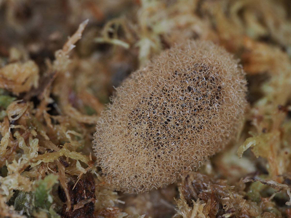 Royal Zoological Society of Scotland tweet media