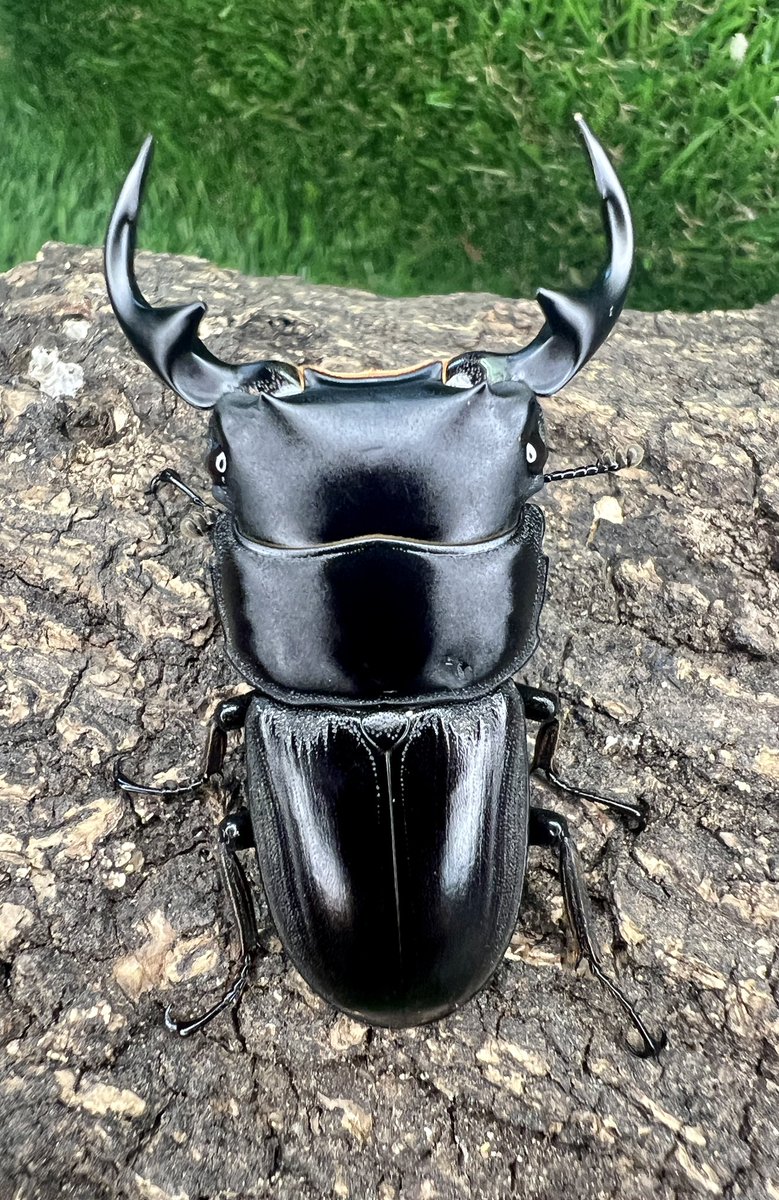 クワカブショップ-INNOCENT- on X