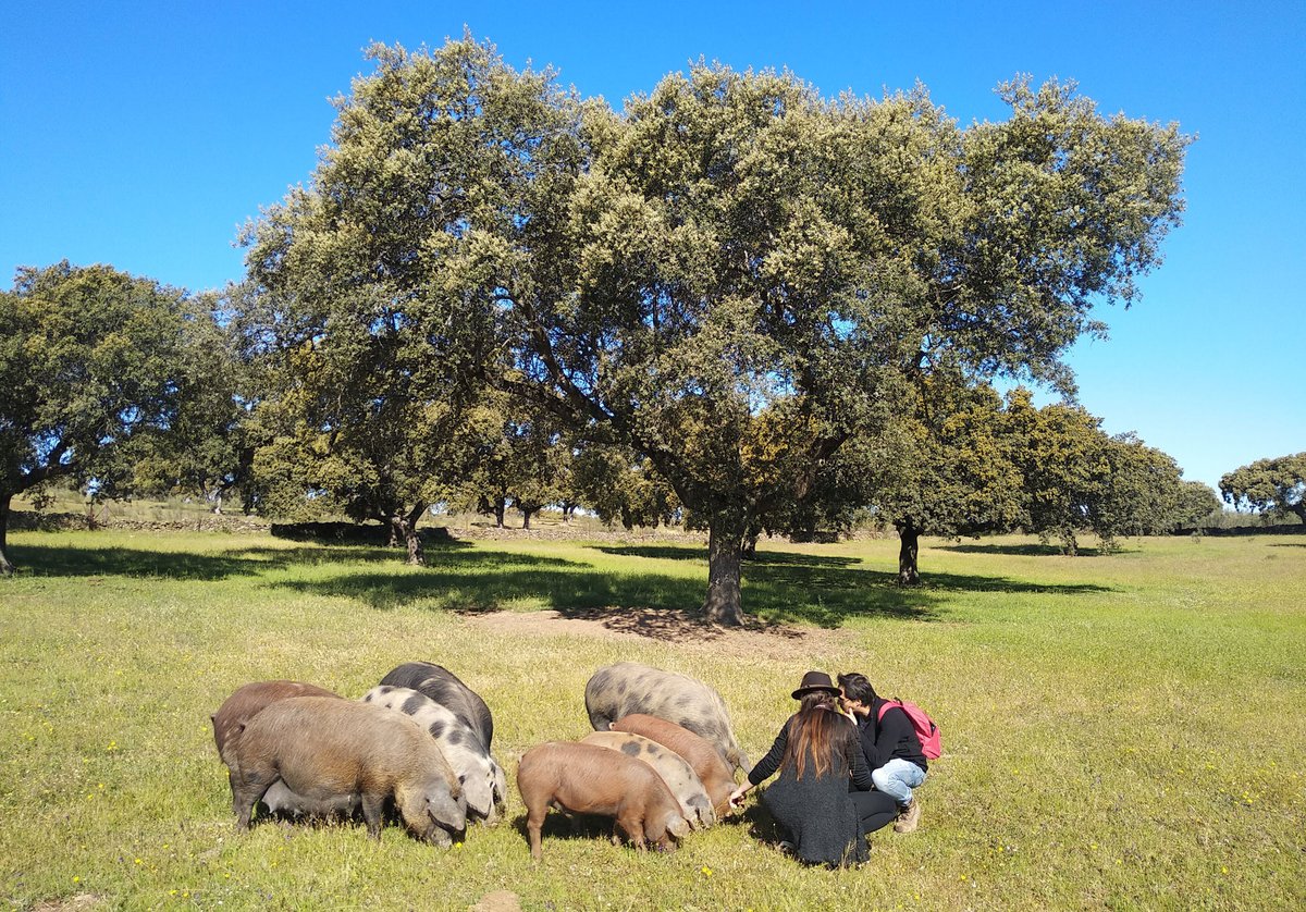 Ext_gastronomia's tweet photo. 🐷 Experiencias de la #RutadelIbérico ‘Dehesa de Extremadura’

🐷 ‘#Agroturismo en la Reserva de la Biosfera de Monfragüe’.
👉 Ofrecida por @verdehesa 

ℹ Más información: https://t.co/Qe8Be0Chcd (páginas 12 y 13) y en https://t.co/dWfAJLdaka https://t.co/KFIQ4MrZPd