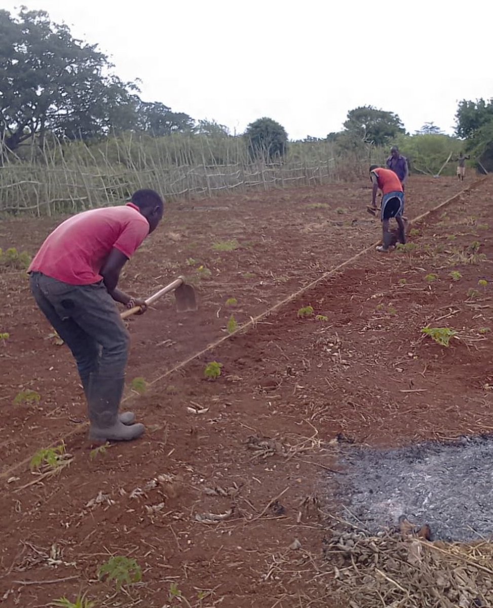 🌾 Pivoting with Purpose in Lamu! 🌾 Our pumpkins didn't thrive, so we're planting KS20 Ndengu. With short rains from June to August and a 50-60 day maturity, we're seizing the moment. Adaptability is key in farming! 💚 #LamuFarming #KS20Ndengu  #SustainableAgriculture #FarmLife