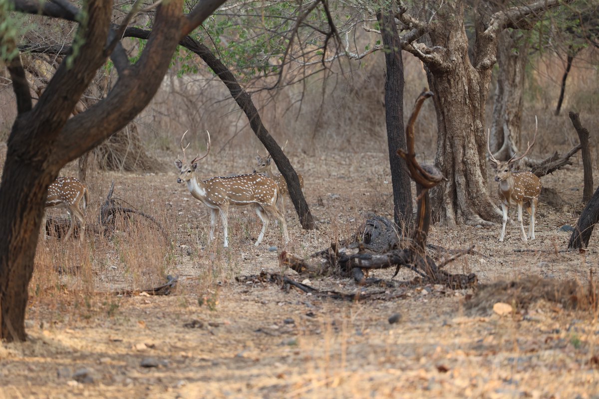 Temple in a deep forest always has, at the same time, a magnetic pull n a fearful respect.
Boys were making puns on Gir before reaching there, once there, they were stunned by the jungle, more so, in anticipation of finding.. worse, being found by a Simha :D