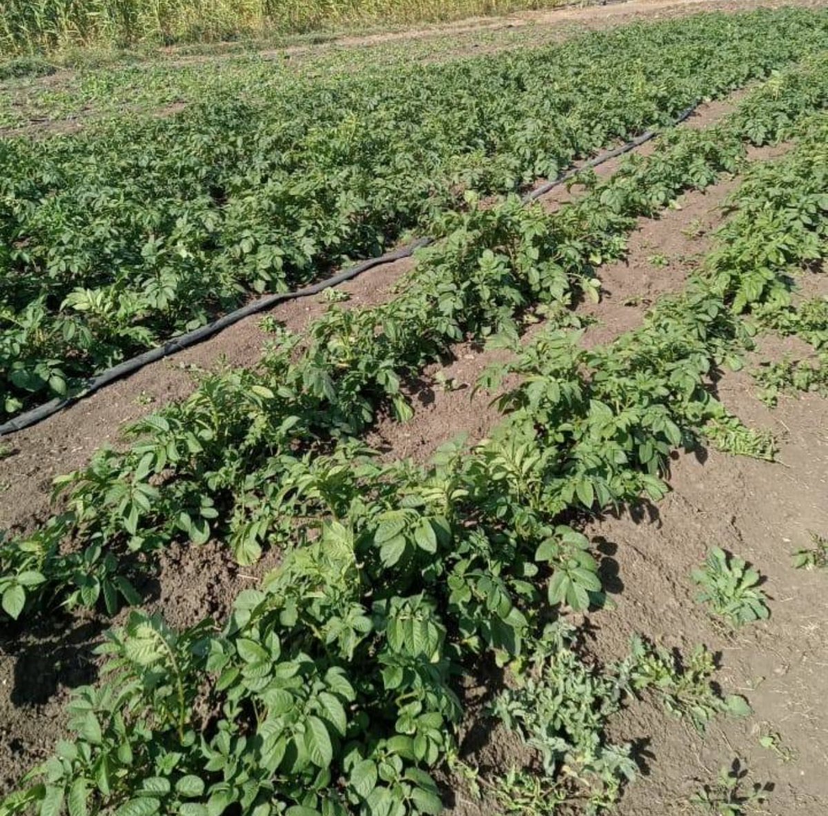 🌱 Unica Potatoes Update! 🌱 6 weeks in and our Unica potatoes in Nanyuki are thriving! 🥔✨ We’re excited for a bountiful harvest. Stay tuned for more updates and share your tips below! ⬇️ #UnicaPotatoes #NanyukiFarm #SustainableFarming #FarmLife #GrowingStrong #FarmToTable