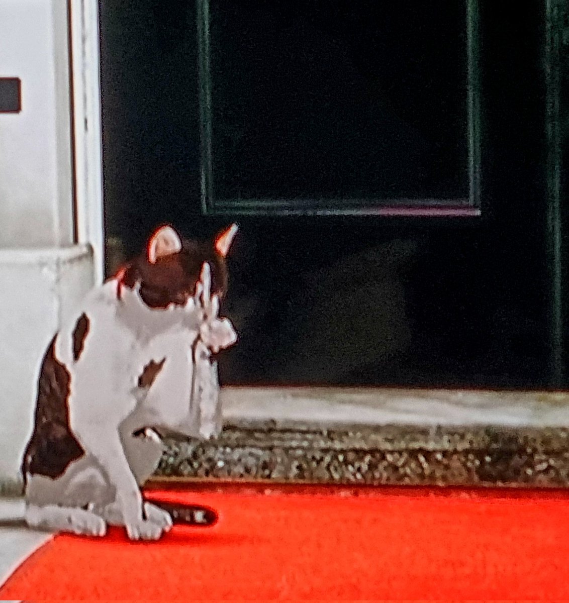 LAJwriter's tweet image. Everybody wants to be a cat/Because a cat's the only cat/Who knows where it's at... #Larry #Number10 #GeneralElection24 #AlRinker #FloydHuddleston