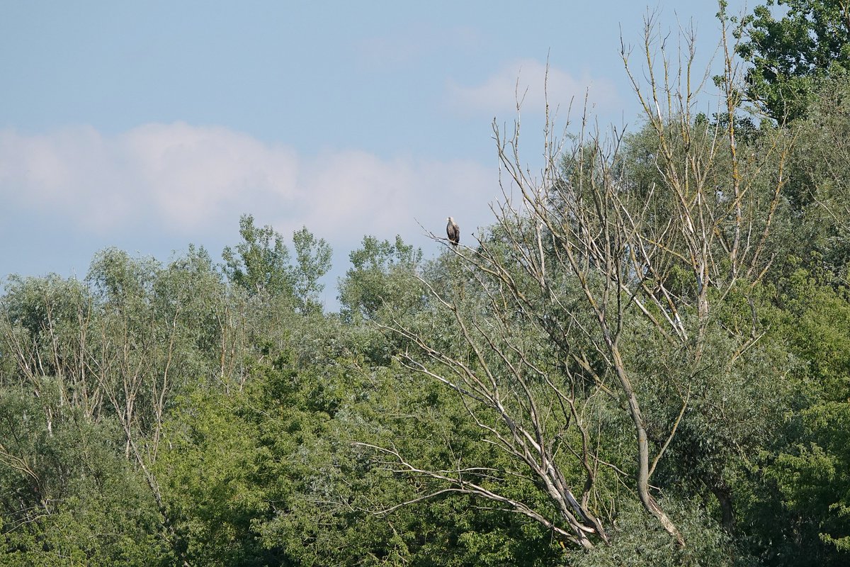 1/2W Szkocji para bielików opiekuje się swoim niepełnosprawnym młodym w drugim roku życia. Gniazdo tych ptaków spadło na ziemię na skutek jakieś anomalii pogodowej, jedno z piskląt wyszło z tego cało, drugie uszkodziło skrzydło. Po pewnym czasie kontuzja się zaleczyła ale młody