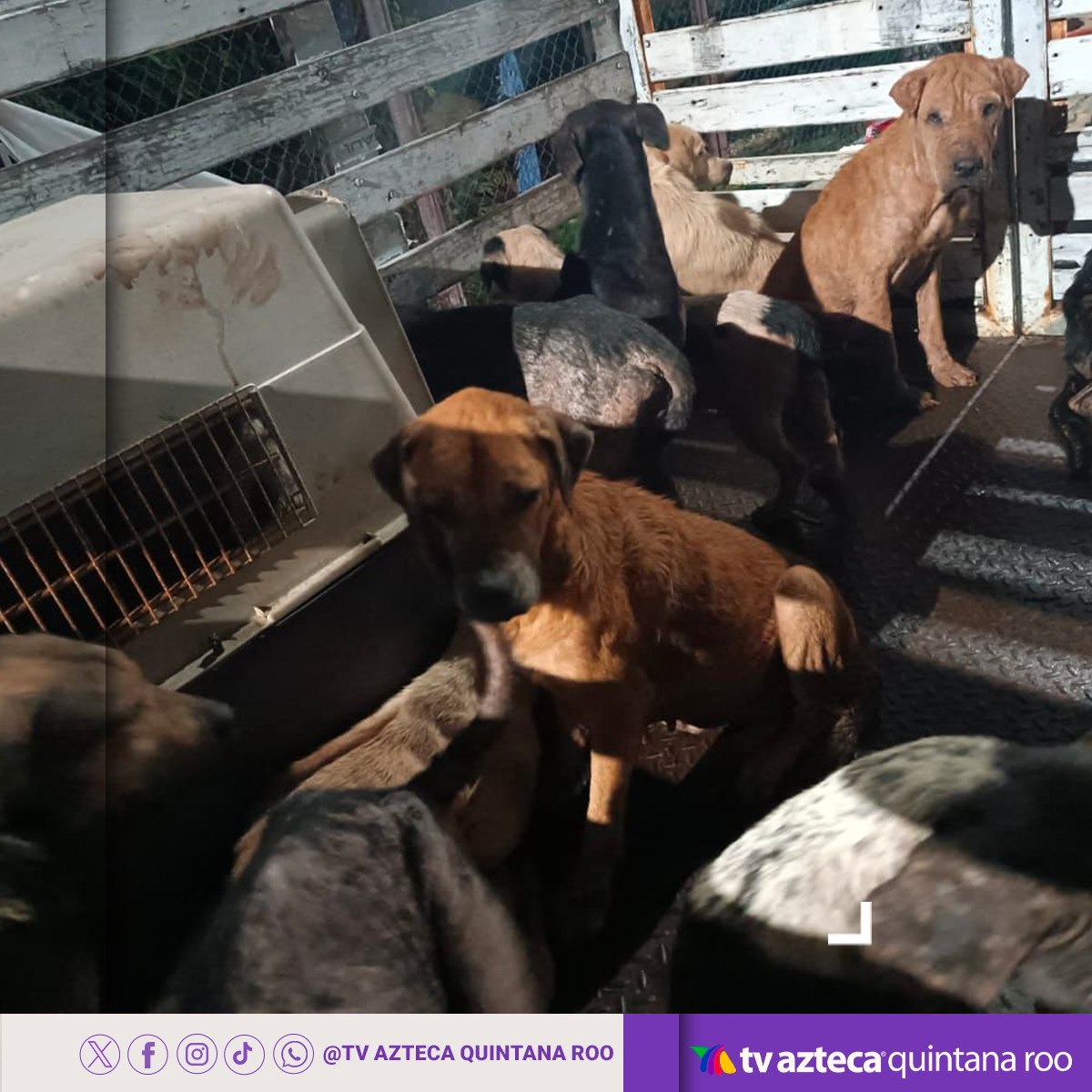 AztecaQRoo's tweet photo. 🐶#Cancún ❤️ Los perros del refugio Cachorrilandia fueron trasladados para ponerlos a salvo durante el paso del #HuracánBeryl por #QuintanaRoo. 🌪️🏡 Así lo informó la gobernadora Mara Lezama. #ProtecciónAnimal #Huracán https://t.co/NQ2R74JUA3