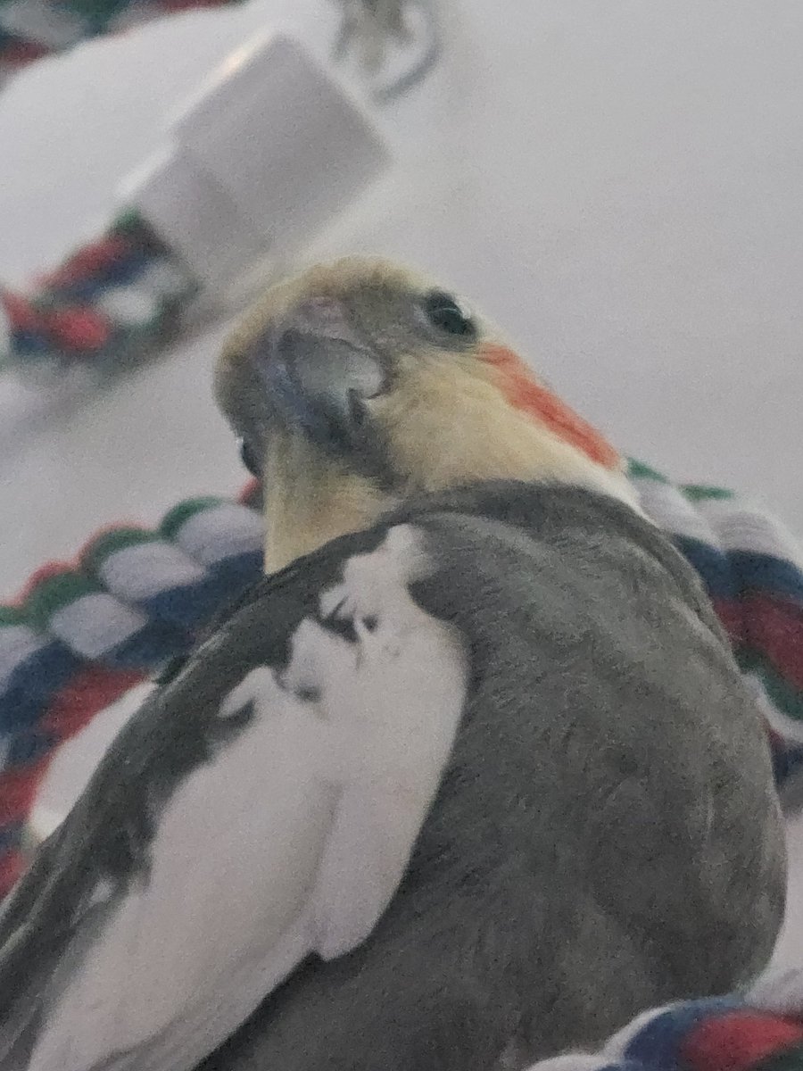 RooRootiel's tweet image. Me spook with all big noises today! So I hope all frends are safe! 💙