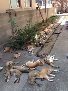AganaGee's tweet photo. A group of Cats are called?? https://t.co/nxnVwMJe67