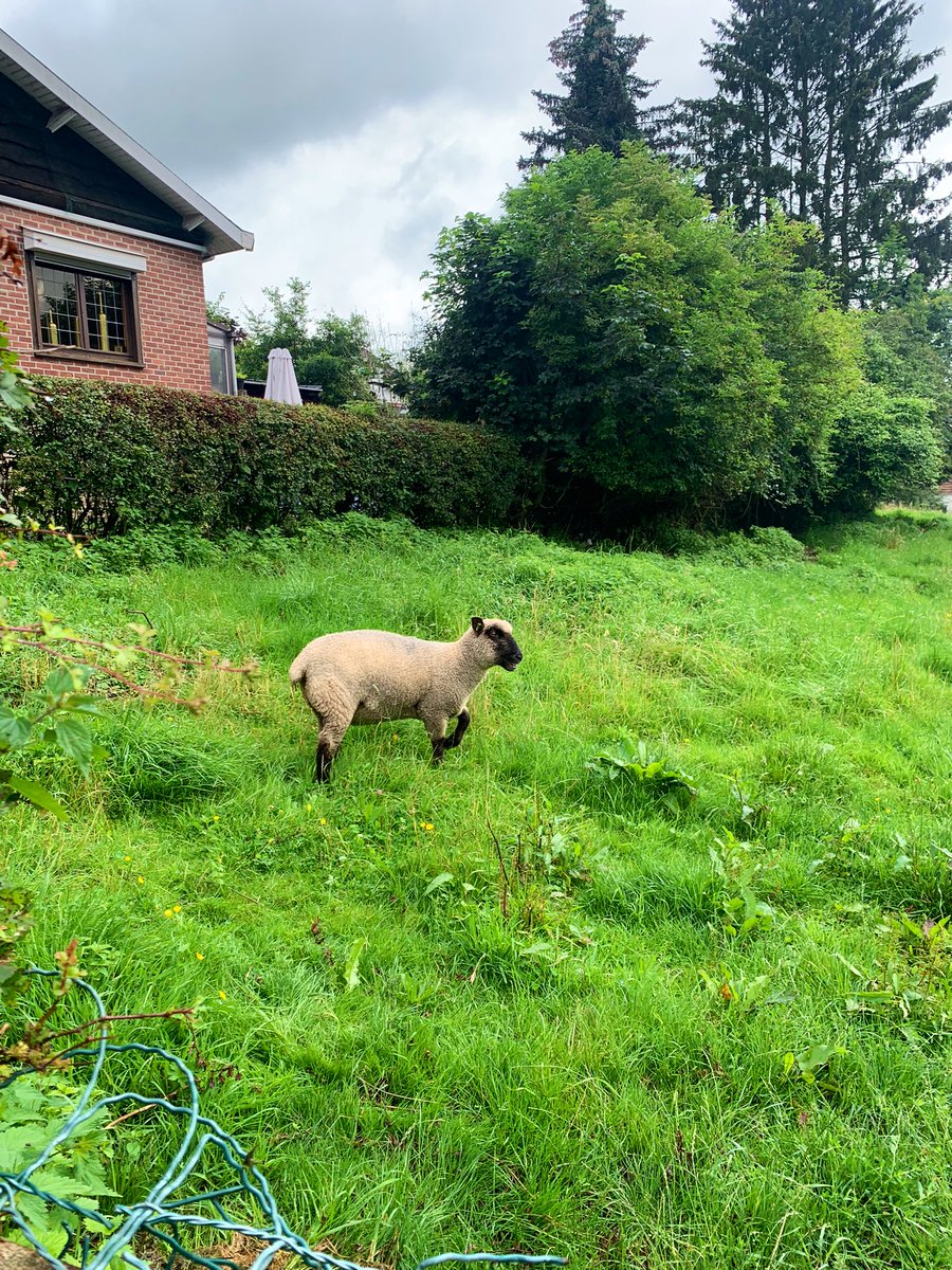 r_glimpses's tweet photo. Pewna zadowolona z życia belgijska kosiareczka…nawet ze mną pogadała chwilę i poskakała.
#Cornesse https://t.co/cDhPkXfdLT