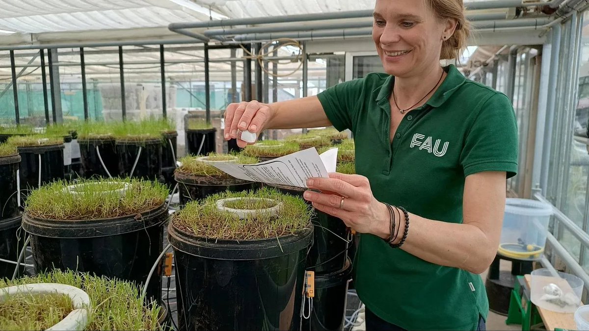Greenhouse Adventures: A journey through unexpected obstacles (Part 2)

Keeping a long-term monoculture greenhouse experiment with hundreds of pot experiments alive and working over 2-3 years is not as easy as one could think.

In our latest blog post, we share the interesting