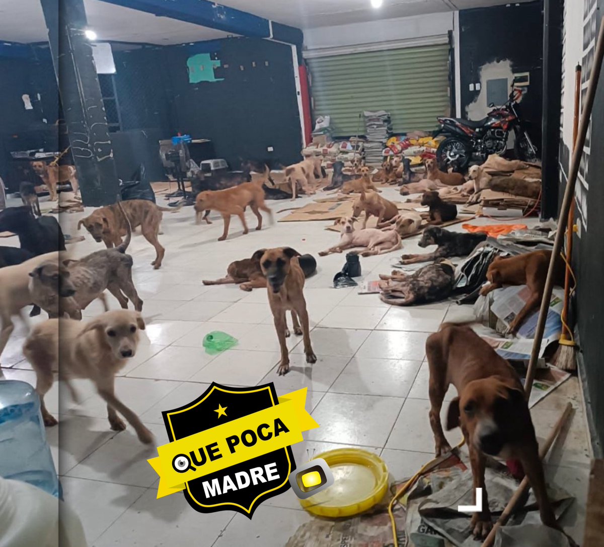 QuePocaMadreMex's tweet photo. ‼️GUAU‼️🐶🐕🐾🐩🦮🦴

📌ASÍ ESTÁN RESCATANDO A PERRITOS DE CALLE EN #QuintanaRoo PARA LLEVARLOS A LUGARES SEGUROS Y REFUGIOS Y QUE NO LES SUCEDA NADA POR EL PASO DEL #HURACÁN #BERYL🌪️🐶👏🏻👏🏻👏🏻👏🏻👏🏻👏🏻 https://t.co/kibdZ4rxEV