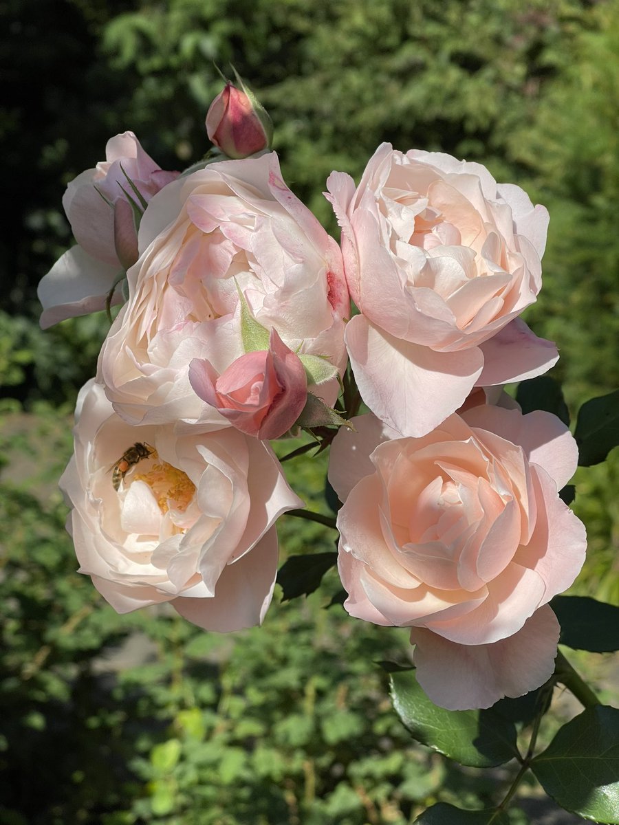 IanMillett1's tweet image. Good morning from London England.
It’s raining and miserable, but there are fewer Tories around. ☔️ 😰
#LabourLandslide2024 😇