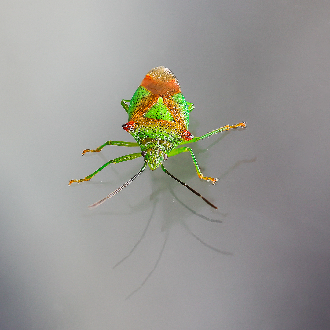 richardchubbUK's tweet photo. My most recent attempt at a macro shot.

This small bug was on my window when I arrived home. It was about 5mm long. There is a mixture of single shot, and a stacked shot (30 images).

Rubbish background, but I'll take it as a practice shot!

@canonUK
RF 100mm f2.8 L Macro https://t.co/CliP8aVzea