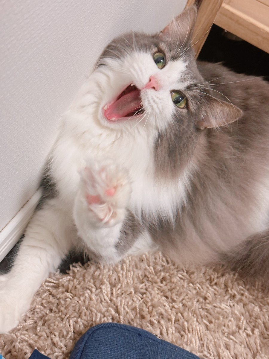 nyaoya__x's tweet photo. がおー！ https://t.co/Hyw1eb8HIT