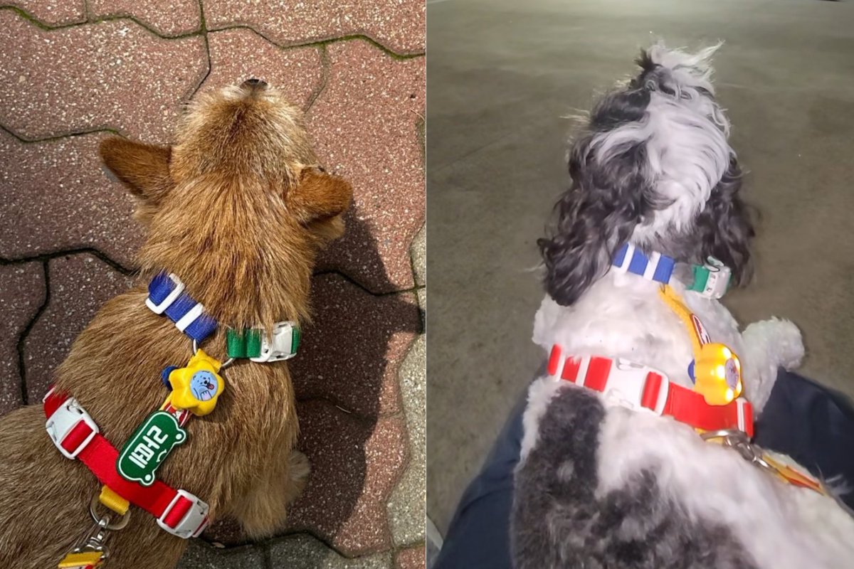 qjarhkwjs's tweet image. 너무 귀엽쟈나🥺🥺🥺