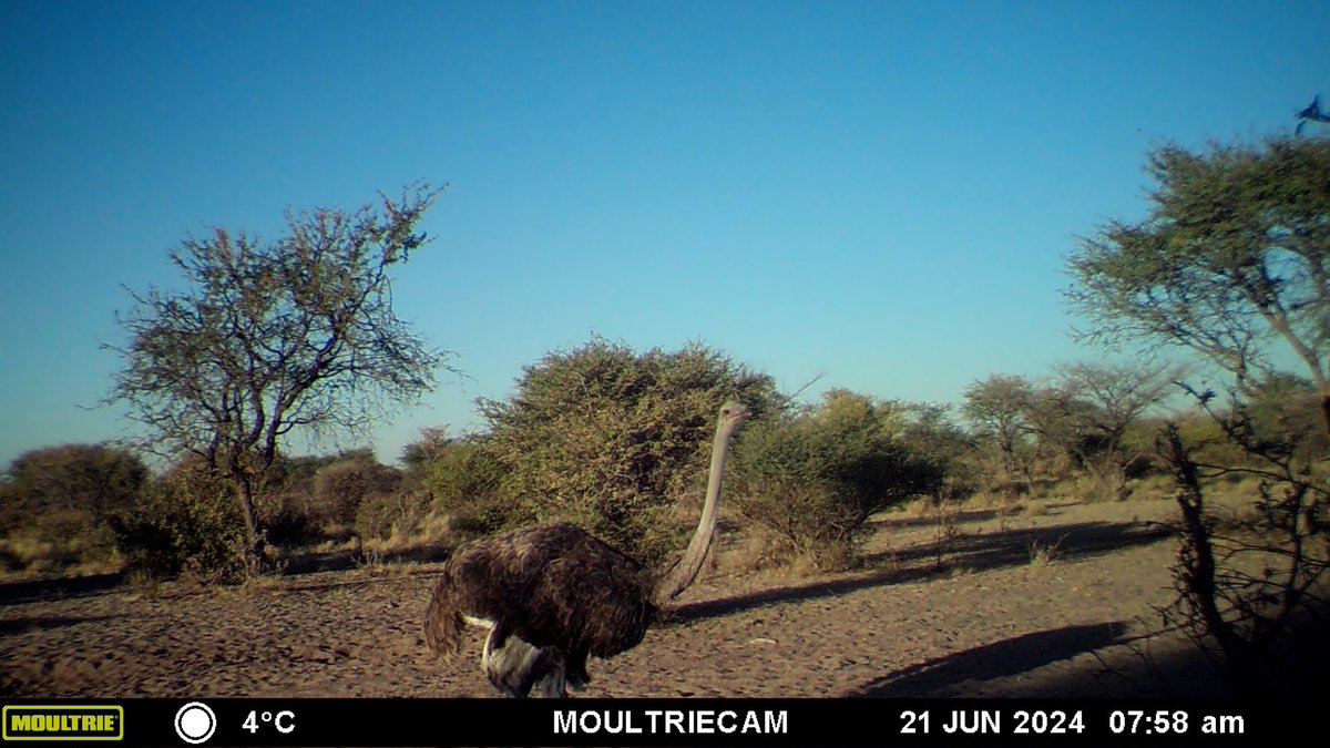 Erika_Dodge's tweet photo. Some pretty great #fieldwork moments in Botswana this summer where I’m collecting data on methods in #spatialecology and #giscience for wildlife conservation applications! https://t.co/SXlZmiiVtM