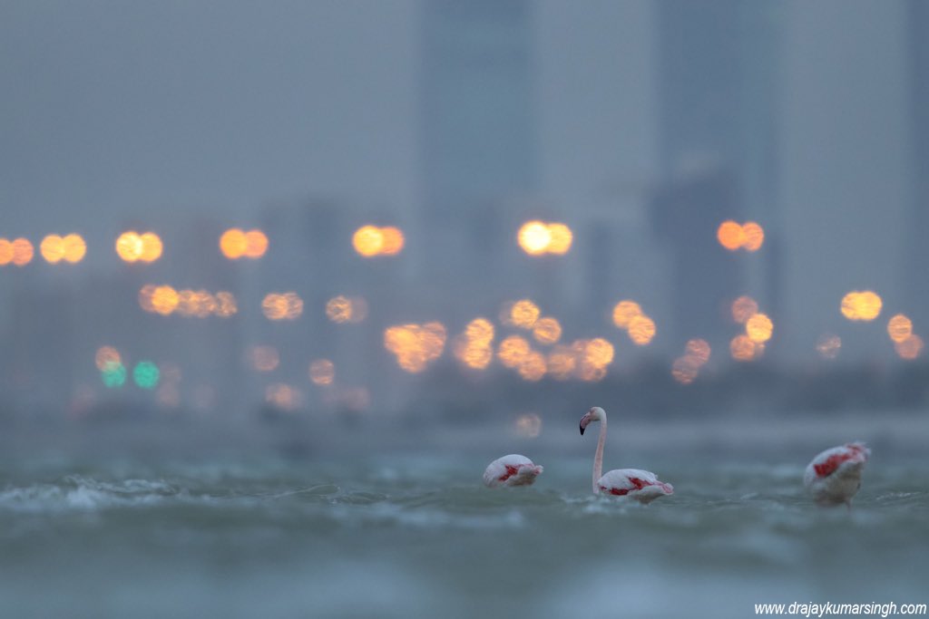 Draksphotos's tweet image. Greater flamingos and stormy weather, Bahrain. #StormyWeather #wading  #GreaterFlamingos #Flamingos  #Wildlife #Bahrain